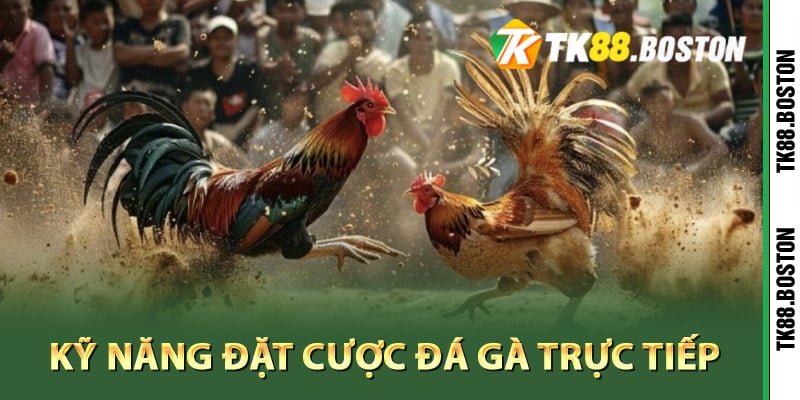 Ky nang dat cuoc da ga truc tiep chuyen nghiep | Tk88.boston Kỹ năng đặt cược đá gà trực tiếp chuyên nghiệp